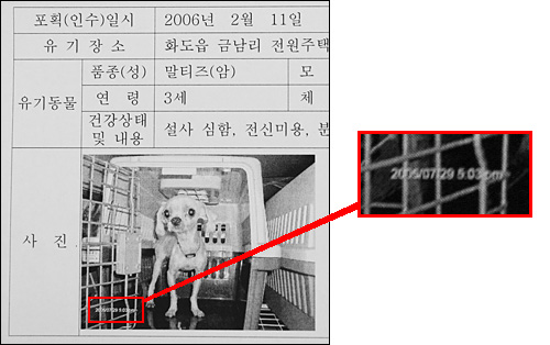 동물사랑실천협회가 남양주시에 보낸 공고문. 사진 날짜는 2005년 7월 29일로 돼 있지만, 공고문에는 2006년 2월 11일 포획된 것으로 돼 있다. 